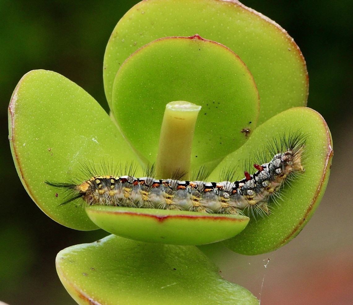 Omnivorous Tussock Moth - Acyphas semiochrea Found in private garden on stonecrop plant genus Crassula. Acyphas semiochrea,Australia,Eamw caterpillars,Encounter Bay SA,Geotagged,Omnivorous Tussock Moth,Winter