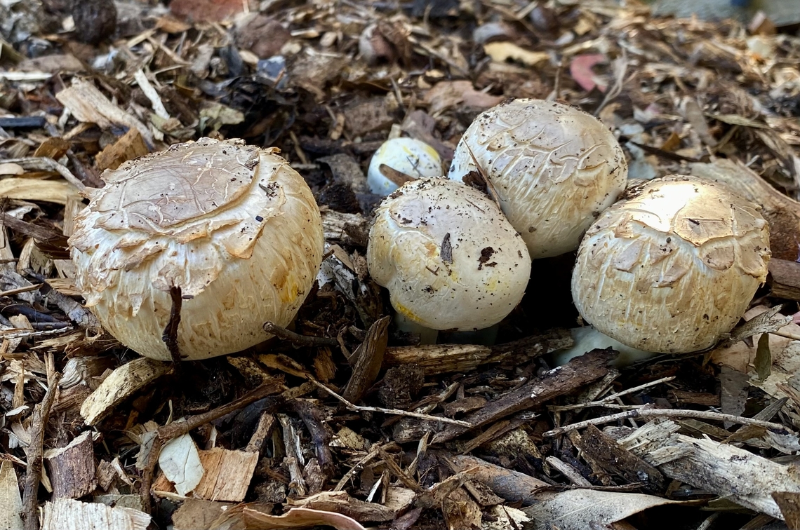 The Prince - Agaricus augustus Found growing in woodchip mulch in public park Agaricus augustus,Australia,Eamw fungi,Geotagged,Prince,Winter