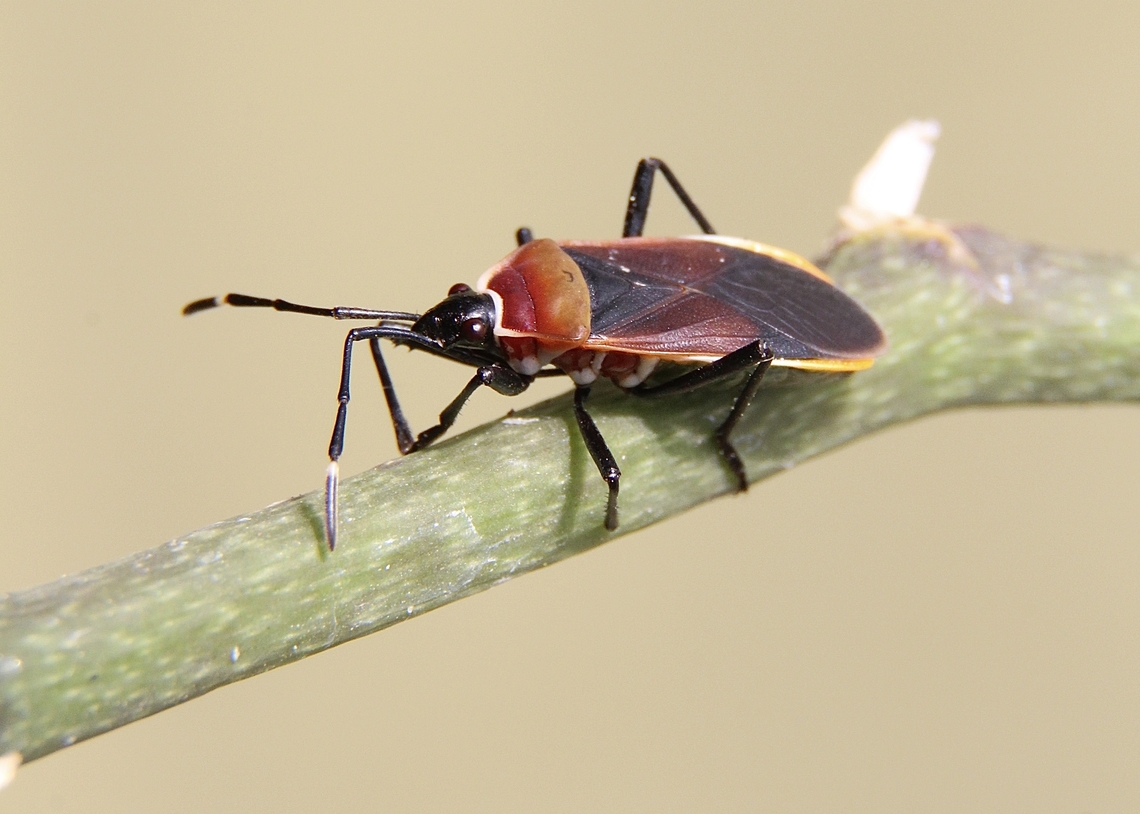 Harlequin Bug - Dindymus versicolor Attracted to UV light. That is the first time I see one of them common bugs being attracted to my UV light. Australia,Dindymus versicolor,Eamw bugs,Geotagged,Harlequin Bug,Winter