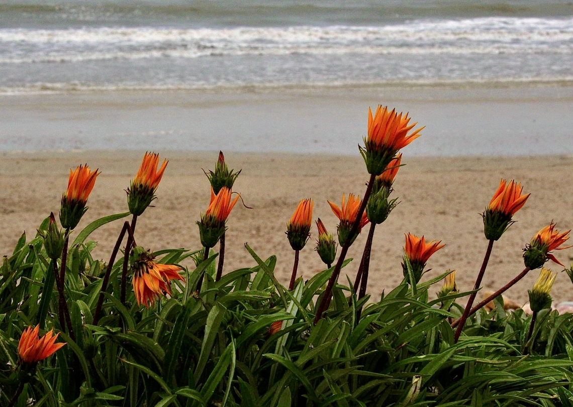 Treasure Flowers - Genus Gazania A garden plant escape. Now growing in many coastal areas in South Australia. Australia,Eamw flora,Eamw landscapes,Geotagged,Winter