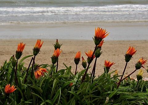 Treasure Flowers - Genus Gazania A garden plant escape. Now growing in many coastal areas in South Australia. Australia,Eamw flora,Eamw landscapes,Geotagged,Winter