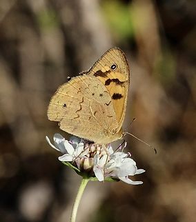Common Brown - Heteronympha merope  Australia,Common Brown,Eamw butterflies,Geotagged,Heteronympha merope,Spring