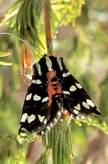 Mistletoe Moth - Comocrus behri  Australia,Comocrus,Comocrus behri,Eamw moth,Geotagged,Mistletoe Moth,Spring