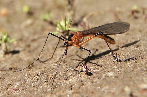 Scorpion fly- Harpobittacus australis  Australia,Eamw scorpion flies,Geotagged,Harpobittacus australis,Spring
