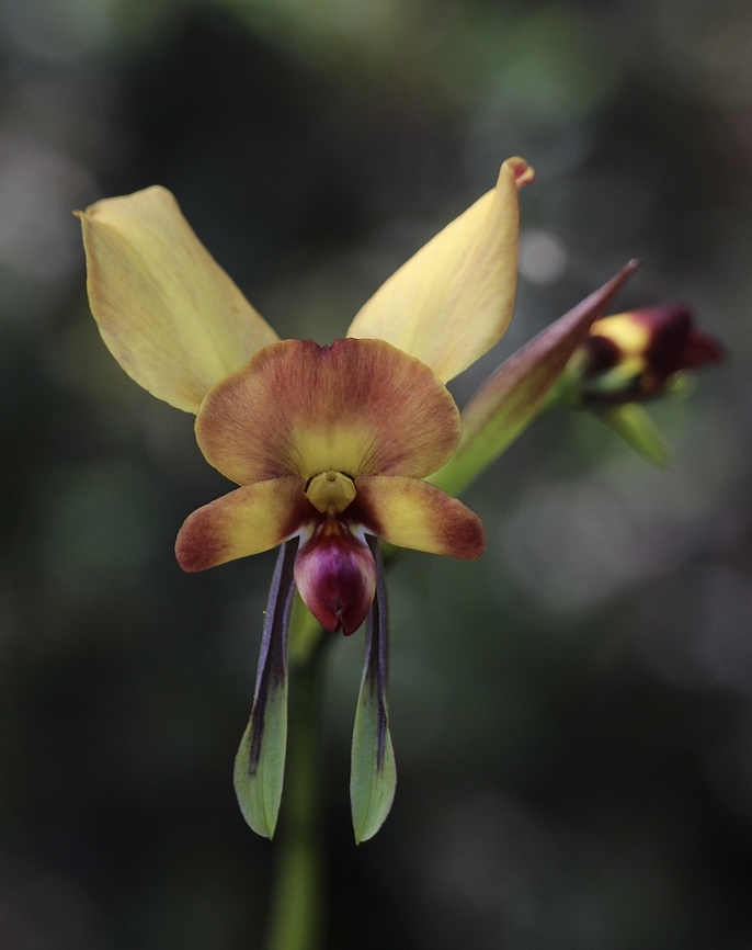 Wallflower Orchid - Diuris orientis  Australia,Diuris orientis,Eamw flora,Eamw orchids,Eastern wallflower orchid,Geotagged,Winter