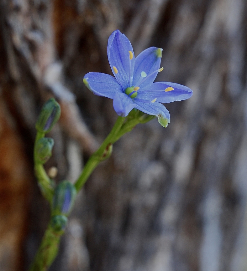 Blue Stars - Chamaescilla corymbosa  Australia,Blue Stars,Chamaescilla corymbosa,Eamw flora,Geotagged,Winter