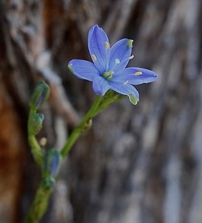 Blue Stars - Chamaescilla corymbosa  Australia,Blue Stars,Chamaescilla corymbosa,Eamw flora,Geotagged,Winter