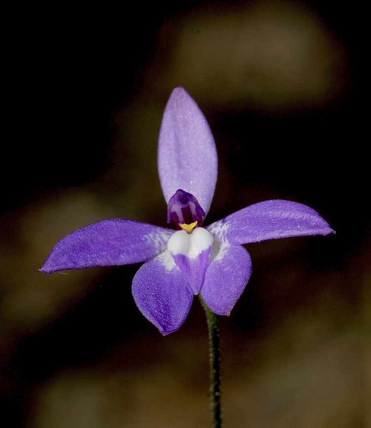 Waxlip Orchid - Glossodia major  Australia,Eamw flora,Eamw orchids,Geotagged,Glossosdia major,Waxlip orchid,Winter