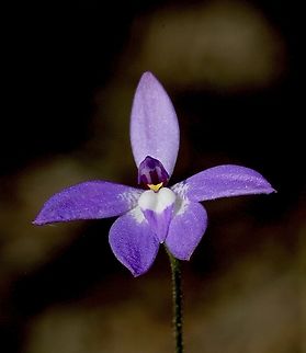 Waxlip Orchid - Glossodia major  Australia,Eamw flora,Eamw orchids,Geotagged,Glossosdia major,Waxlip orchid,Winter