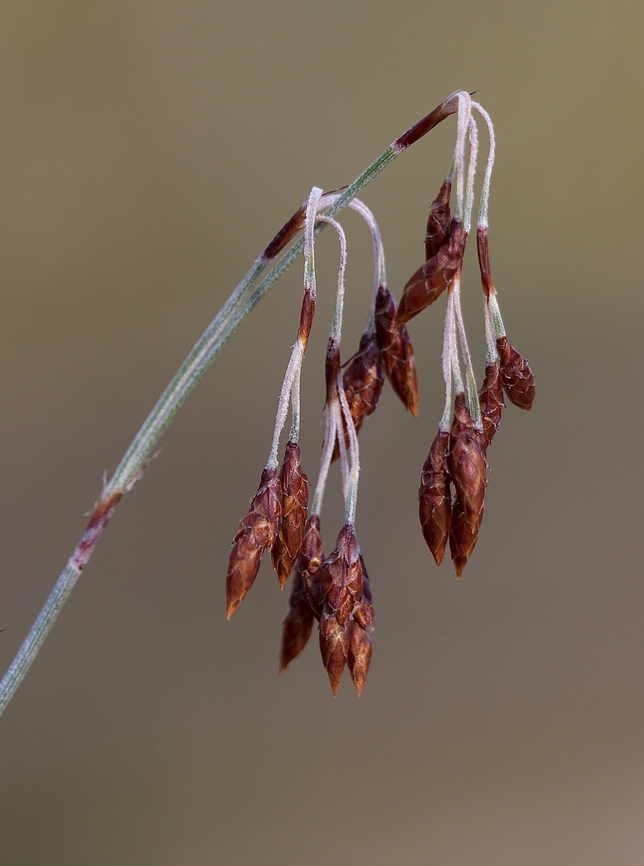 Tassel Rope-Rush  - Hypolaena fastigiata  Australia,Eamw flora,Geotagged,Hypolaena fastigiata,Tassel Rope-Rush,Winter