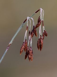 Tassel Rope-Rush  - Hypolaena fastigiata  Australia,Eamw flora,Geotagged,Hypolaena fastigiata,Tassel Rope-Rush,Winter