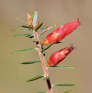 Flame Heath - Stenanthera conostephioides,  Australia,Eamw flora,Flame heath,Geotagged,Stenanthera conostephioides,Winter