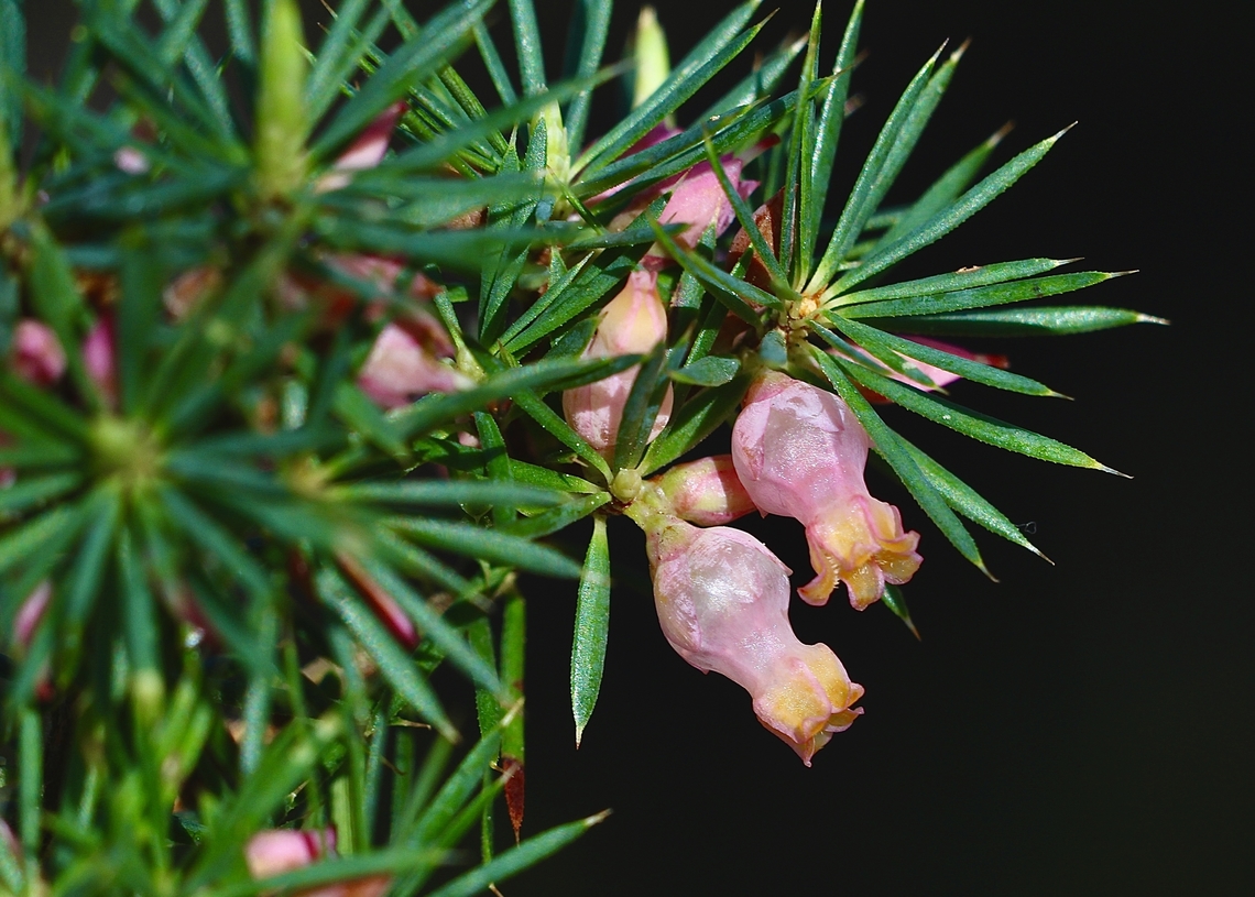 Brush Heath - Brachyloma ericoides  Australia,Brachyloma ericoides,Eamw flora,Geotagged,Winter