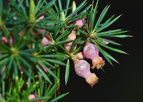 Brush Heath - Brachyloma ericoides Australia,Brachyloma ericoides,Eamw flora,Geotagged,Winter
