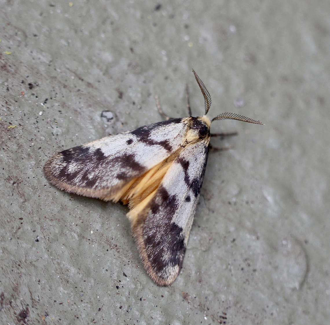 Clouded Footman - Anestia ombrophanes, Attracted to UV light. Anestia,Anestia ombrophanes,Australia,Clouded Footman,Eamw moth,Geotagged,Winter