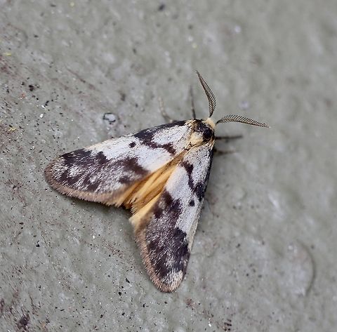 Clouded Footman - Anestia ombrophanes, Attracted to UV light. Anestia,Anestia ombrophanes,Australia,Clouded Footman,Eamw moth,Geotagged,Winter
