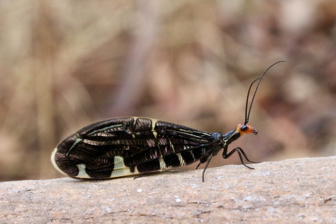Pied lacewing - Porismus strigatus  Australia,Eamw lacewings,Fall,Geotagged,Pied lacewing,Porismus strigatus