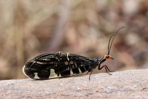 Pied lacewing - Porismus strigatus Australia,Eamw lacewings,Fall,Geotagged,Pied lacewing,Porismus strigatus