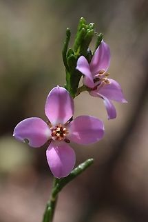 Blue boronia - Cyanothamnus coerulescens,  Australia,Blue boronia,Cyanothamnus coerulescens,Eamw flora,Geotagged,Winter