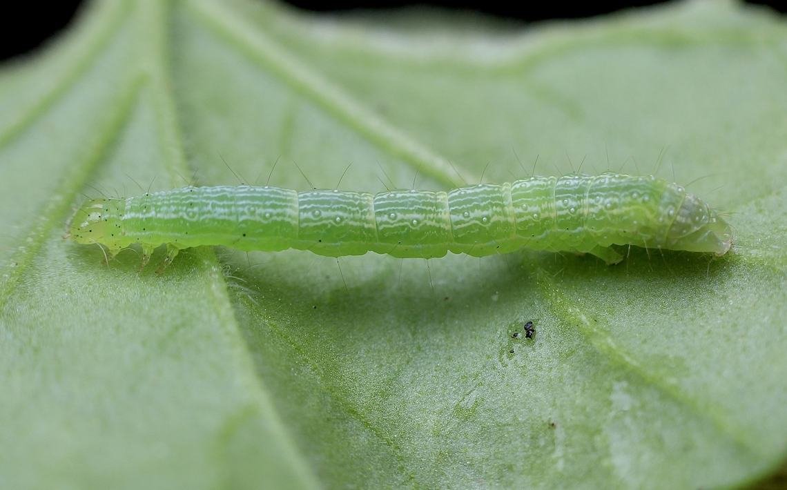 Green Garden Looper moth caterpillar - Chrysodeixis eriosoma Found feeding on geranium plant. Australia,Chrysodeixis eriosoma,Eamw caterpillars,Encounter Bay SA,Geotagged,Green Garden Looper,Winter