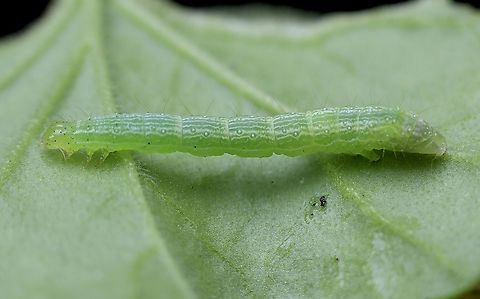 Green Garden Looper moth caterpillar - Chrysodeixis eriosoma Found feeding on geranium plant. Australia,Chrysodeixis eriosoma,Eamw caterpillars,Encounter Bay SA,Geotagged,Green Garden Looper,Winter