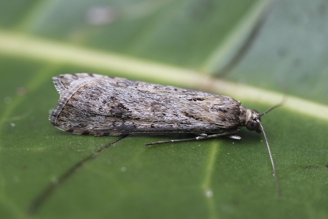 Nomophila corticalis Attracted to UV light. Australia,Eamw moth,Geotagged,Nomophila corticalis,Nomophila ew,Winter