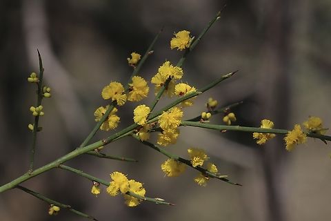 Spiny wattle - Acacia spinescens  Acacia spinescens,Australia,Eamw flora,Geotagged,Spiny wattle,Winter
