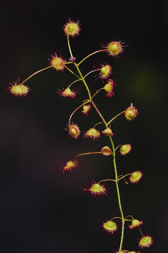 Climbing Sundew - Drosera planchonii  Australia,Climbing Sundew,Drosera planchonii,Eamw flora,Eamw sundews,Geotagged,Winter