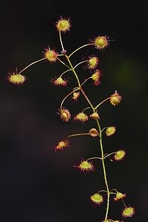 Climbing Sundew - Drosera planchonii  Australia,Climbing Sundew,Drosera planchonii,Eamw flora,Eamw sundews,Geotagged,Winter