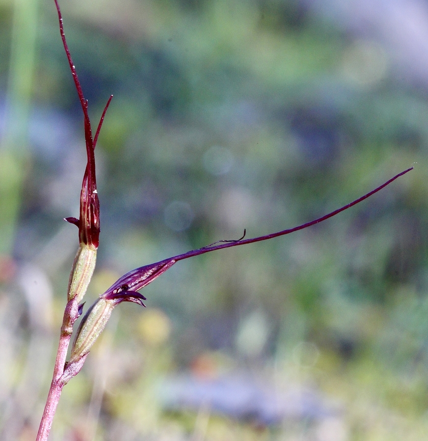 Mayfly orchid - Acianthus caudatus A small terrestrial orchid with a spindly long flower. Acianthus caudatus,Australia,Eamw flora,Eamw orchids,Geotagged,Mayfly orchid,Winter