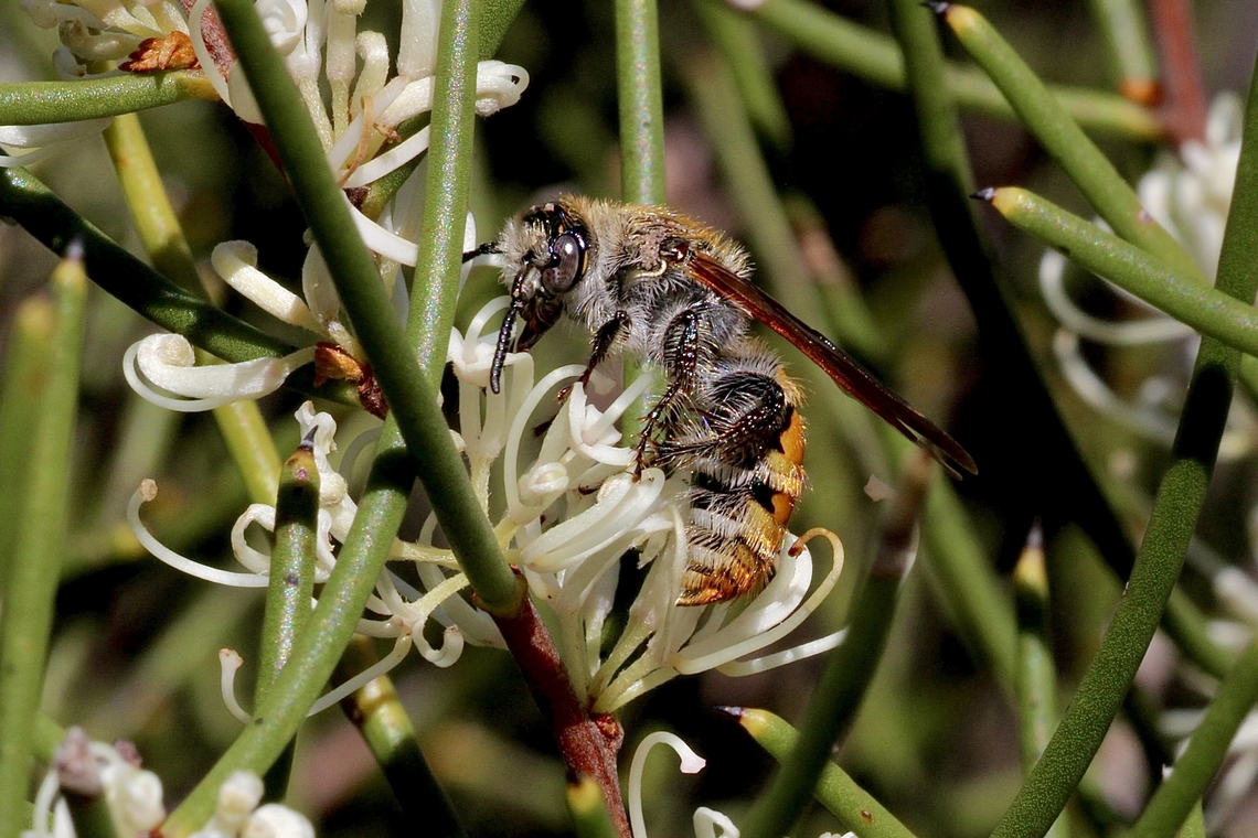 Yellow flower wasp -Radumeris tasmaniensis  Australia,Eamw wasps,Geotagged,Radumeris tasmaniensis,Winter