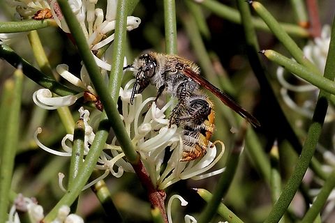 Radumeris tasmaniensis