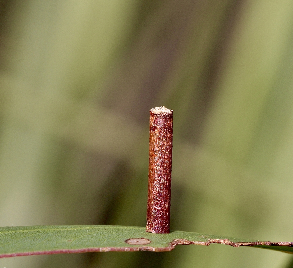 Caterpillar/pupae protection structure used by moth in genus- Hemibela All the Caterpillars in this genus live in a tube. They hollow out a small length of twig and stay protected inside, just poking out the head and thorax to feed. They all feed on:<br />
<br />
various species of Gum Trees ( Eucalyptus, MYRTACEAE ).<br />
They grow to a length of about 1 cm., and pupate inside their tube, which they first secure to a flat surface.<br />
The adult moths have wings of various colours, often brown or yellow with red, white and even purple markings. The moths have a wing span of about 1 cm. So far, 13 species have been assigned to this genus. Members of the genus may be found in most of Australia. Australia,Geotagged,Winter