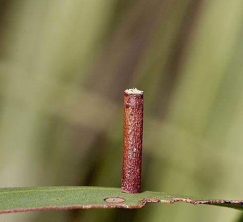 Caterpillar/pupae protection structure used by moth in genus- Hemibela All the Caterpillars in this genus live in a tube. They hollow out a small length of twig and stay protected inside, just poking out the head and thorax to feed. They all feed on:

various species of Gum Trees ( Eucalyptus, MYRTACEAE ).
They grow to a length of about 1 cm., and pupate inside their tube, which they first secure to a flat surface.
The adult moths have wings of various colours, often brown or yellow with red, white and even purple markings. The moths have a wing span of about 1 cm. So far, 13 species have been assigned to this genus. Members of the genus may be found in most of Australia. Australia,Geotagged,Winter