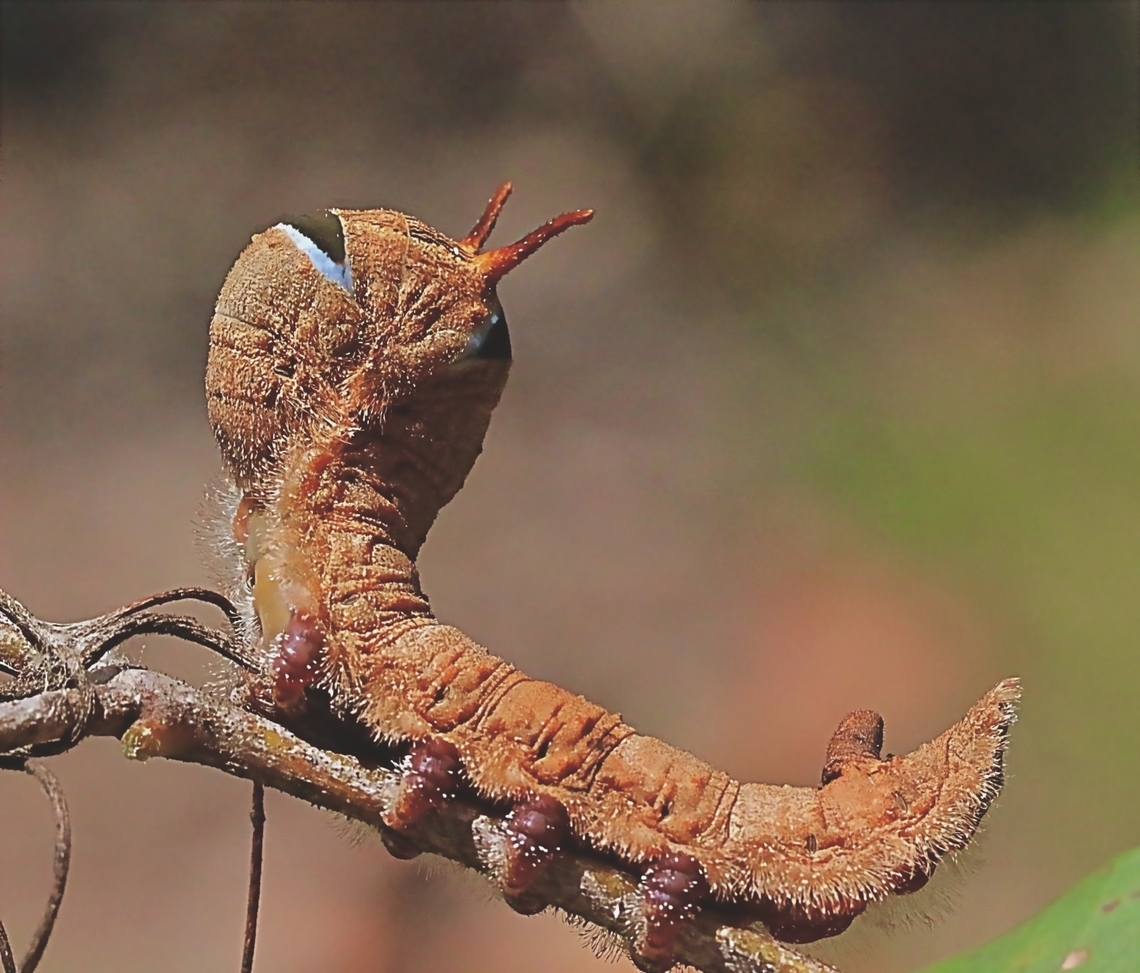 Entometa guttularis  Australia,Entometa ew,Entometa guttularis,Geotagged,Spring