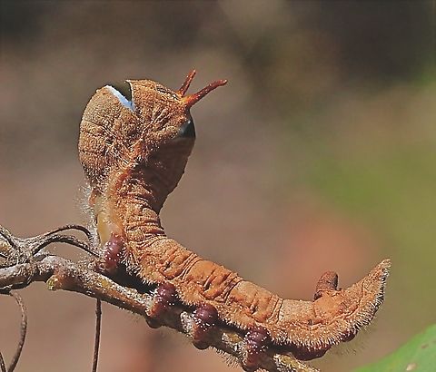 Entometa guttularis  Australia,Entometa ew,Entometa guttularis,Geotagged,Spring