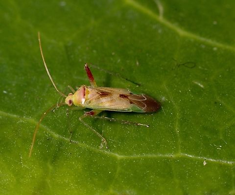 Green mirid - Creontiades dilutus Attracted to UV light Creontiades dilutus,Creontiades ew,Encounter Bay SA,Green mirid,UVL