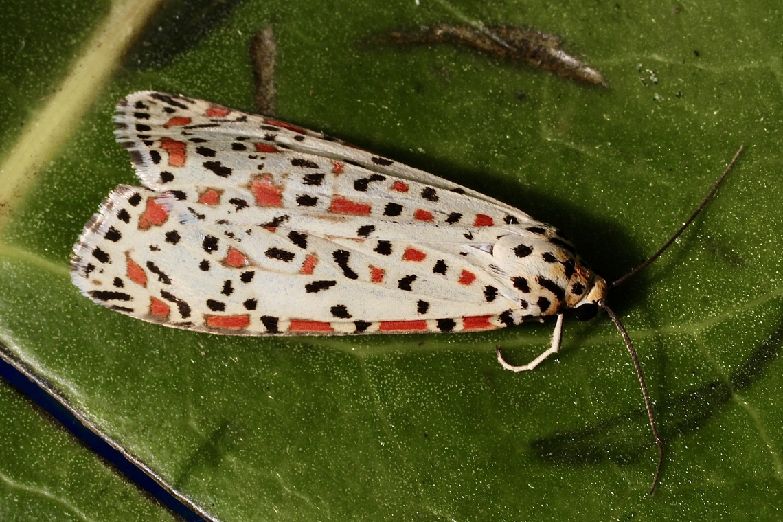 Heliotrope moth - Utetheisa pulchelloides  Australia ew,Eamw moth,Encounter Bay SA,Heliotrope moth,SA AUST,Sep 2024,Utetheisa ew,Utetheisa pulchelloides,adult moth