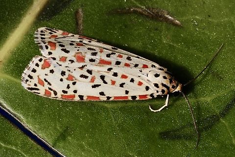 Heliotrope moth - Utetheisa pulchelloides  Australia ew,Eamw moth,Encounter Bay SA,Heliotrope moth,SA AUST,Sep 2024,Utetheisa ew,Utetheisa pulchelloides,adult moth