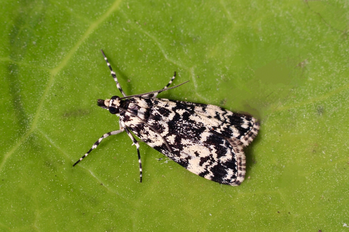 Scoparia exhibitalis Attracted to UV light Scoparia ew,Scoparia exhibitalis