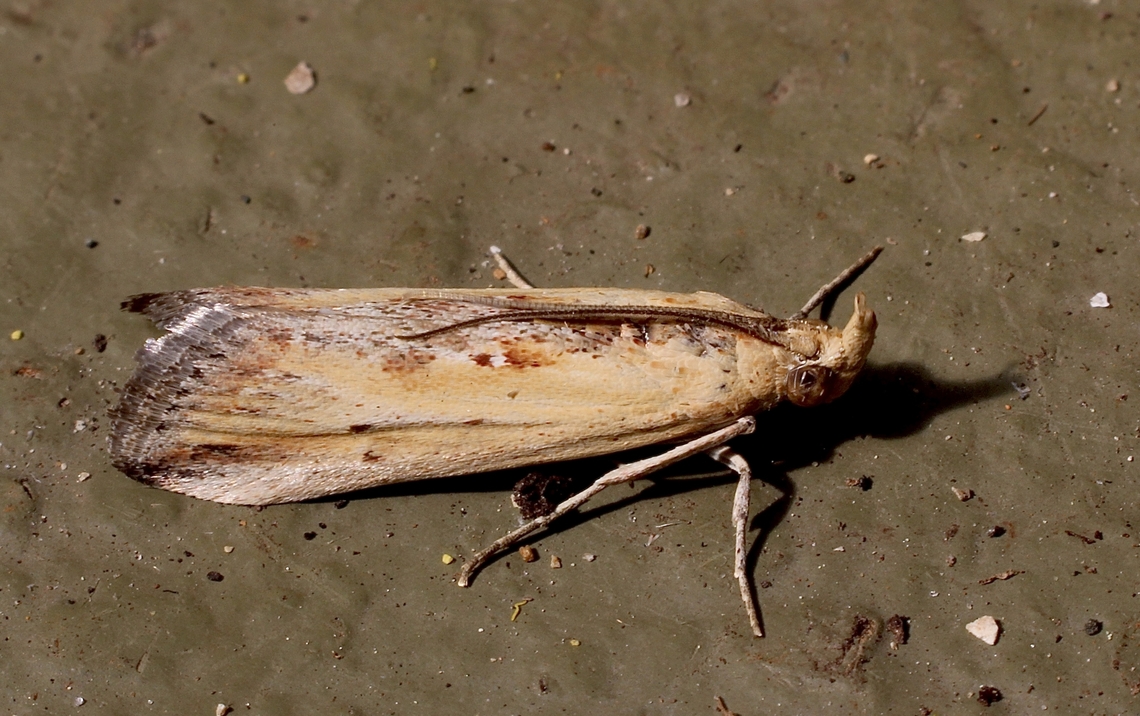 Morosaphycita oculiferella Attracted to UV light Australia ew,Eamw moth,Morosaphycita ew,Morosaphycita oculiferella,Sep 2024,Winter moth,adult moth