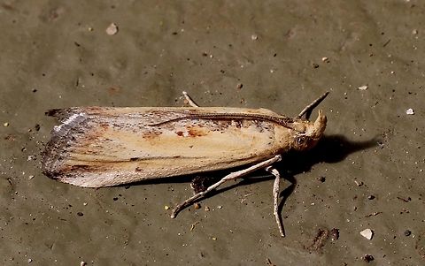 Morosaphycita oculiferella Attracted to UV light Australia ew,Eamw moth,Morosaphycita ew,Morosaphycita oculiferella,Sep 2024,Winter moth,adult moth