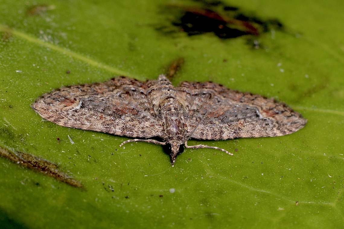 Pome Looper - Pasiphilodes testulata Attracted to UV light Australia ew,Eamw moth,Encounter Bay SA,Pasiphilodes ew,Pasiphilodes testulata,SA AUST,Sep 2024,adult moth