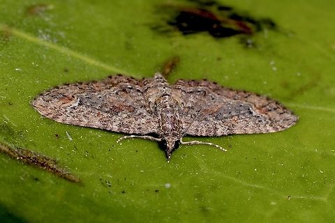 Pome Looper - Pasiphilodes testulata Attracted to UV light Australia ew,Eamw moth,Encounter Bay SA,Pasiphilodes ew,Pasiphilodes testulata,SA AUST,Sep 2024,adult moth