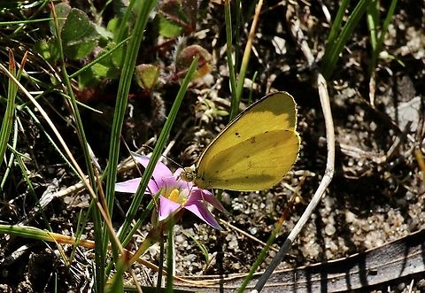 Small grass yellow - Eurema smilax Feeding on onion grass flower Australia ew,Eamw butterflies,Eurema smilax,SA AUST,Sep 2024,Small grass yellow,adult butterfly,cox scrub,smilax ew