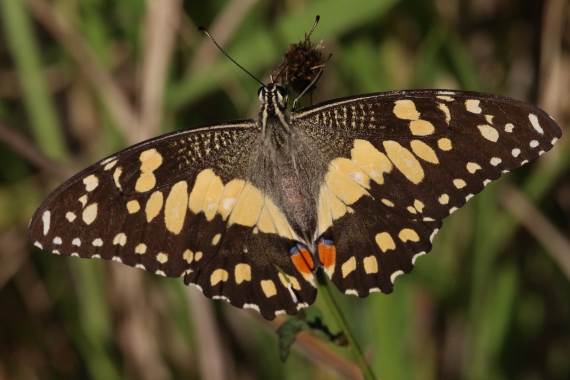 Lime Swallowtail - Papilio demoleus  Australia,Geotagged,Lime Swallowtail,Papilio demoleus,Summer