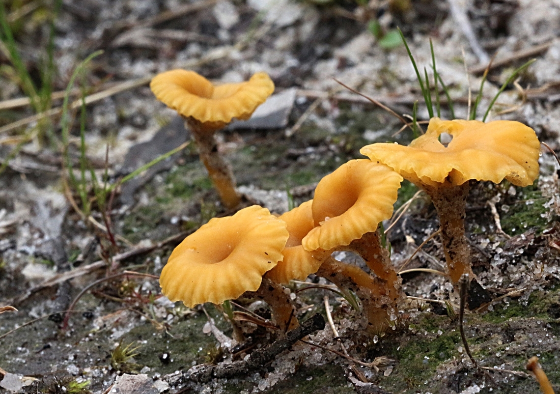 Yellow Navel - Lichenomphalia chromacea  Australia,Eamw fungi,Geotagged,Lichenomphalia chromacea,SA Aldinga,Winter,Yellow Navel
