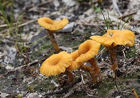Yellow Navel - Lichenomphalia chromacea  Australia,Eamw fungi,Geotagged,Lichenomphalia chromacea,SA Aldinga,Winter,Yellow Navel