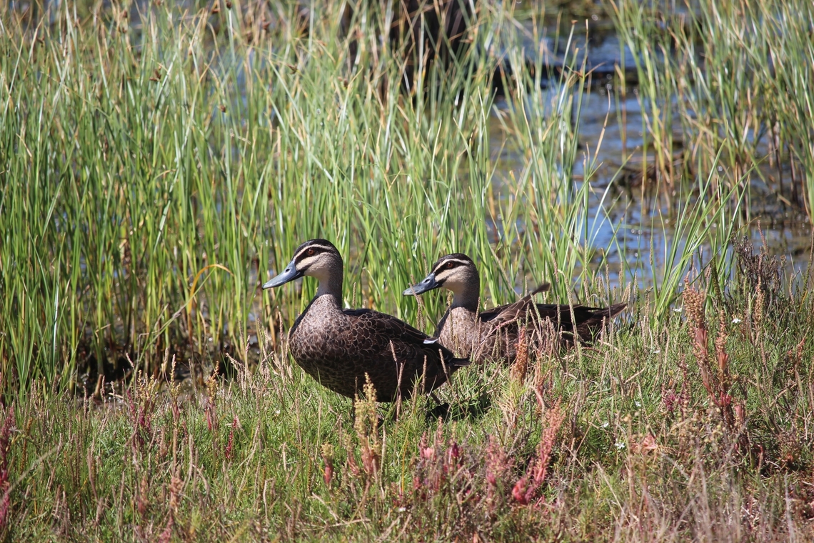 Pacific black duck - Anas superciliosa  Anas superciliosa,Australia,Geotagged,Pacific black duck,Summer