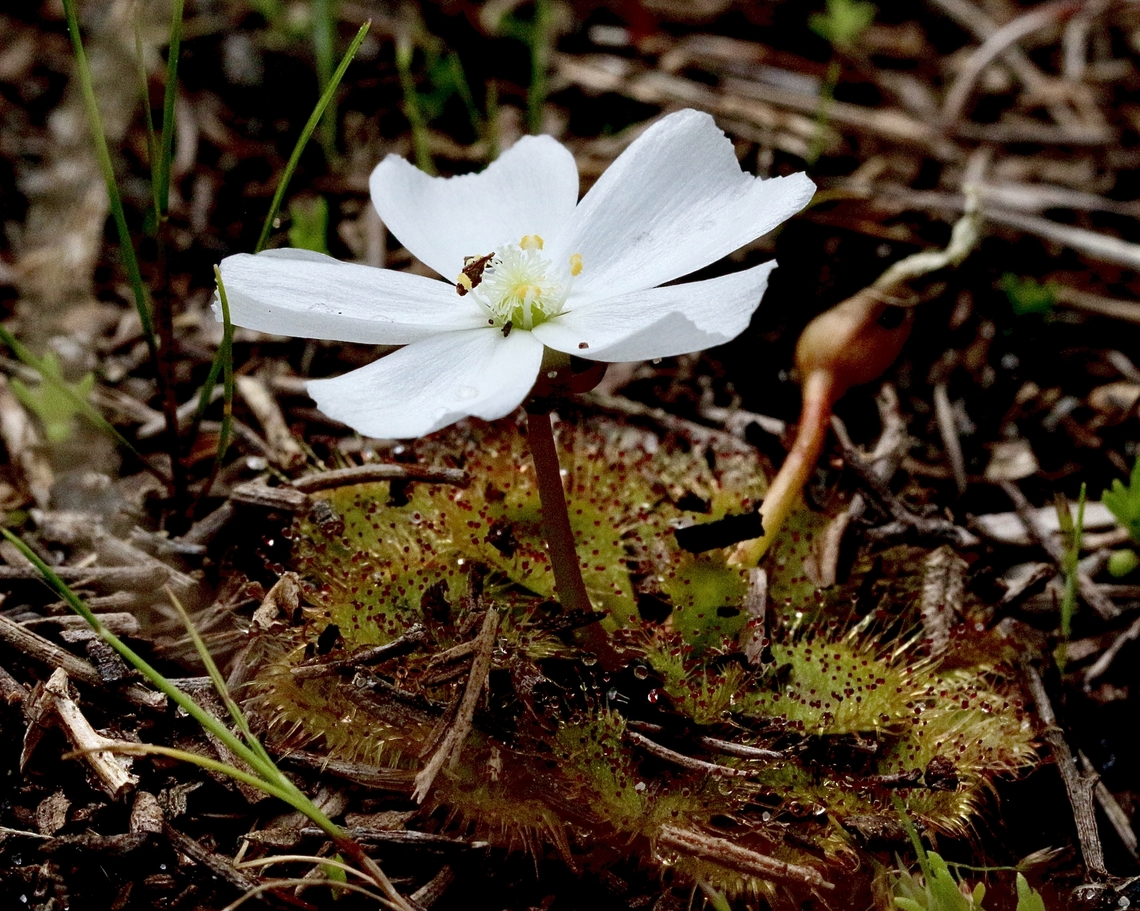 Whittaker&rsquo;s Sundew - Drosera whittakeri  Australia,Drosera whittakeri,Eamw flora,Geotagged,SA Aldinga,Whittaker's Sundew,Winter